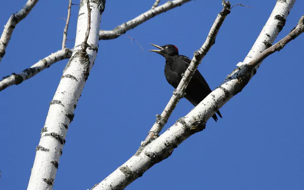 HD desktop wallpaper of a black woodpecker perched on white birch tree branches against a clear blue sky.