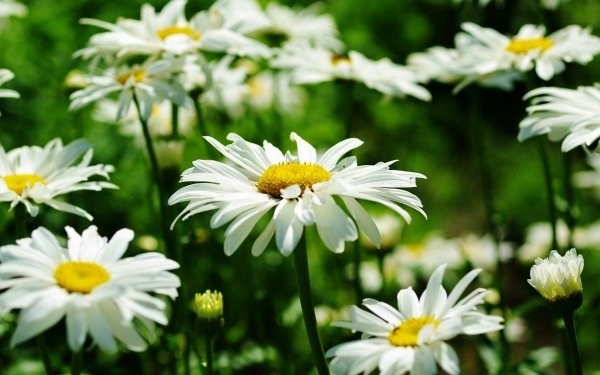 Earth Daisy Flowers HD Wallpaper | Background Image