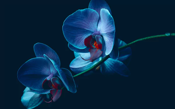 HD desktop wallpaper featuring a close-up of vibrant blue orchids against a dark background, highlighting the natural beauty of these flowers.