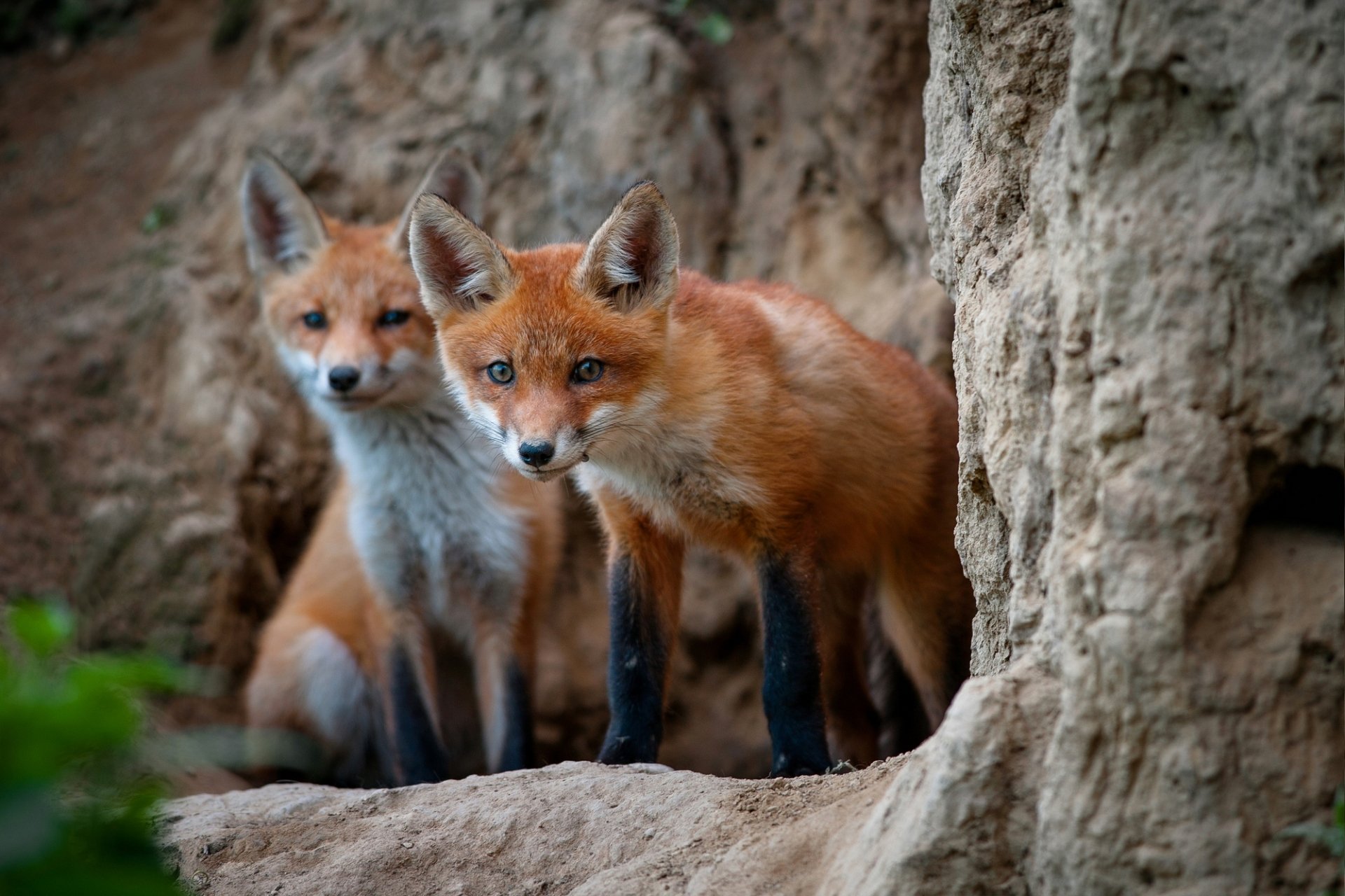 Zorro Fondo de pantalla HD | Fondo de Escritorio | 2000x1333 | ID