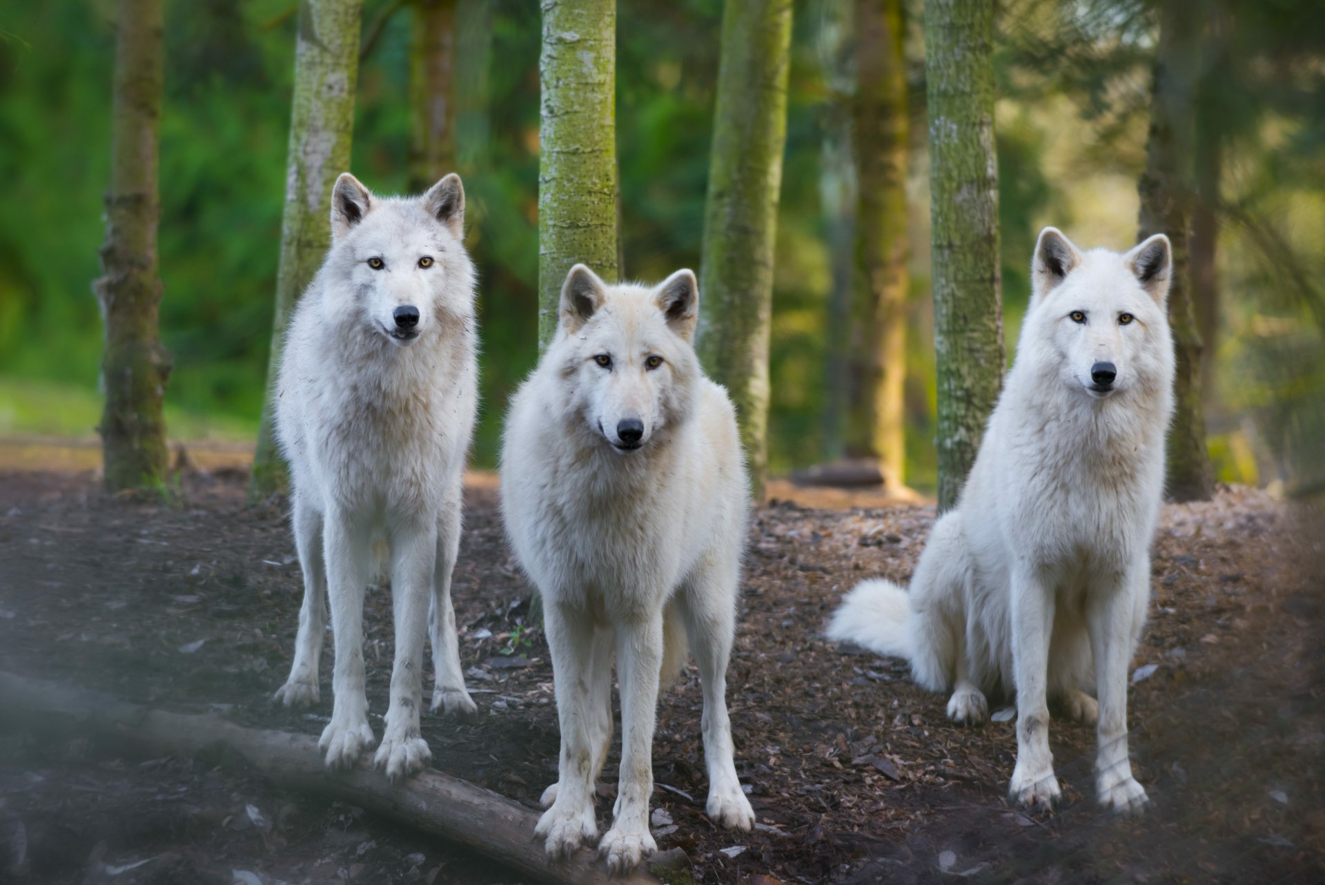 Majestic Arctic Wolves in Stunning 4K Ultra HD | 4000x2670 | Wallpaper ...