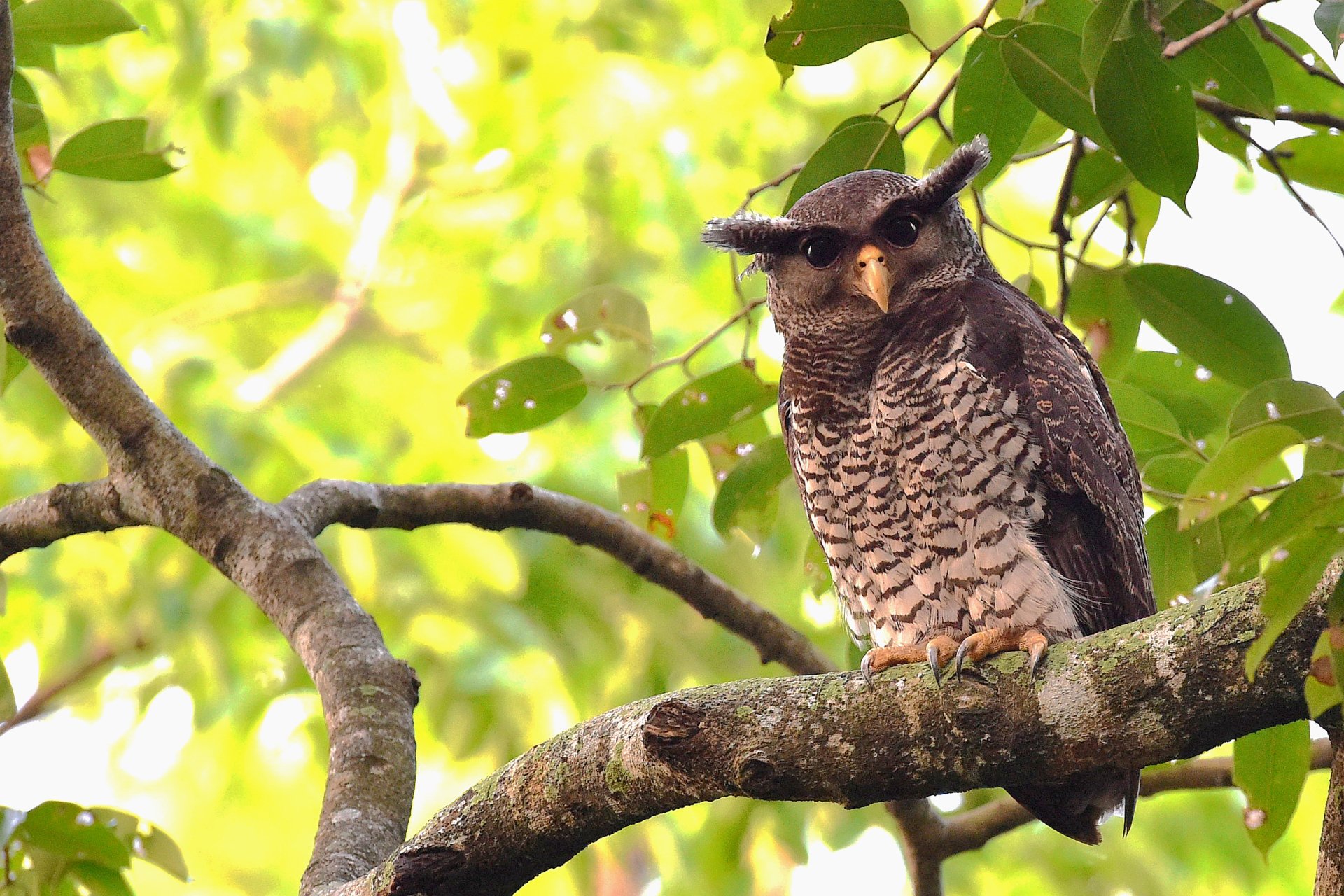 Download Bokeh Branch Bird Malay Eagle Owl Animal Owl HD Wallpaper