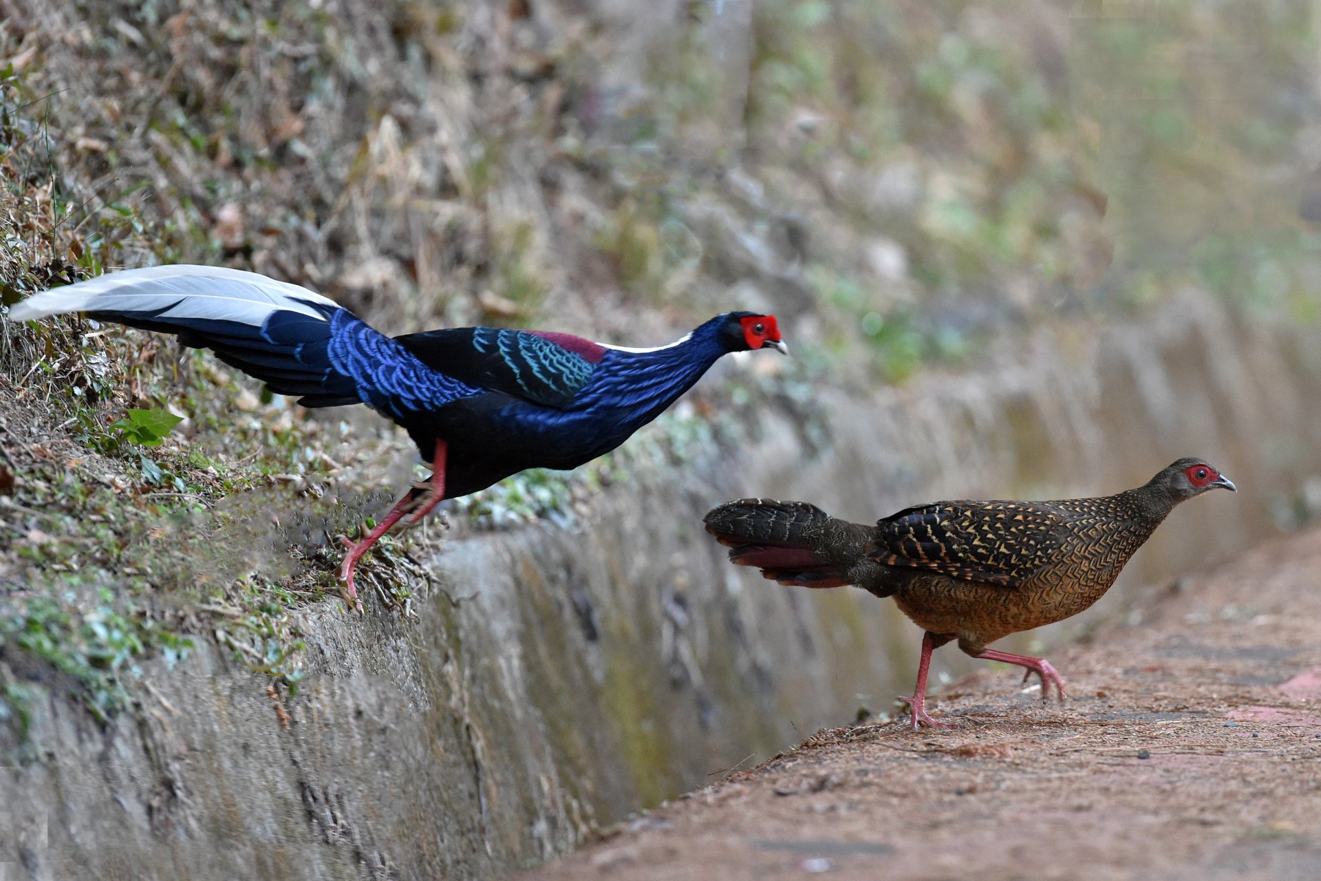 Download Bird Bokeh Pheasant Animal Swinhoe's Pheasant HD Wallpaper