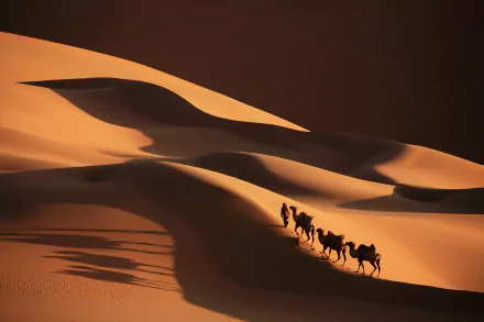 sand dune sand desert camel photography caravan HD Desktop Wallpaper | Background Image