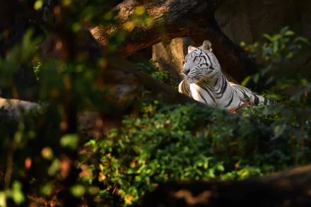HD PC desktop wallpaper featuring a white tiger resting in a lush, green forest setting with dappled sunlight filtering through the trees.