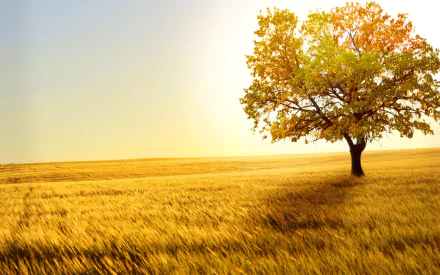 HD desktop wallpaper depicting a vibrant, solitary tree in a sunny field, embodying the tranquility of nature.