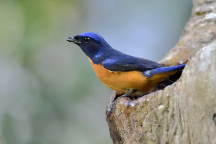  Vivid Niltava (niltava vivida)