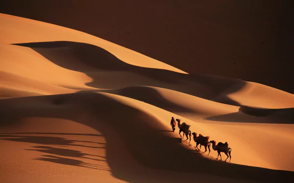 A caravan of camels crosses expansive sand dunes in a desert, captured in stunning HD photography for a PC desktop wallpaper.
