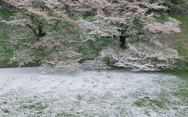 Nature Spring Sakura Sakura Blossom Petal Cherry Blossom Cherry Tree HD Wallpaper | Background Image