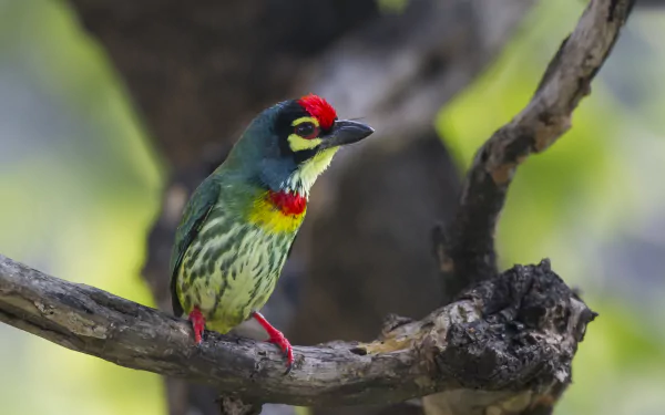 Coppersmith Barbet perched on a tree branch, vivid red, yellow and green plumage — animal barbet shown as a 2K Quad HD PC desktop wallpaper background.