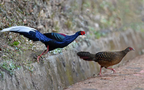 bird bokeh pheasant Animal Swinhoe's Pheasant HD Desktop Wallpaper | Background Image