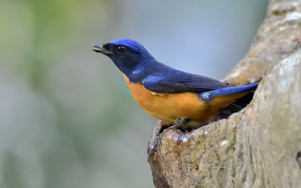  Vivid Niltava (niltava vivida)