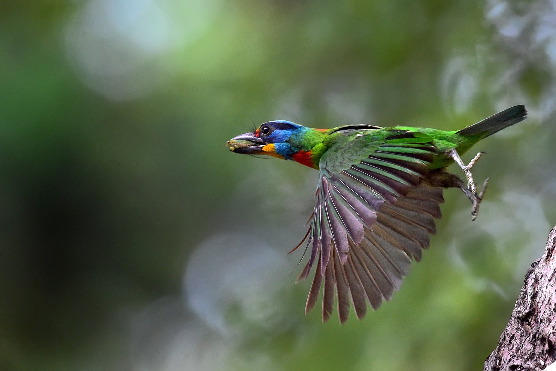 Download Black-browed Barbet Bokeh Flight Animal Barbet HD Wallpaper