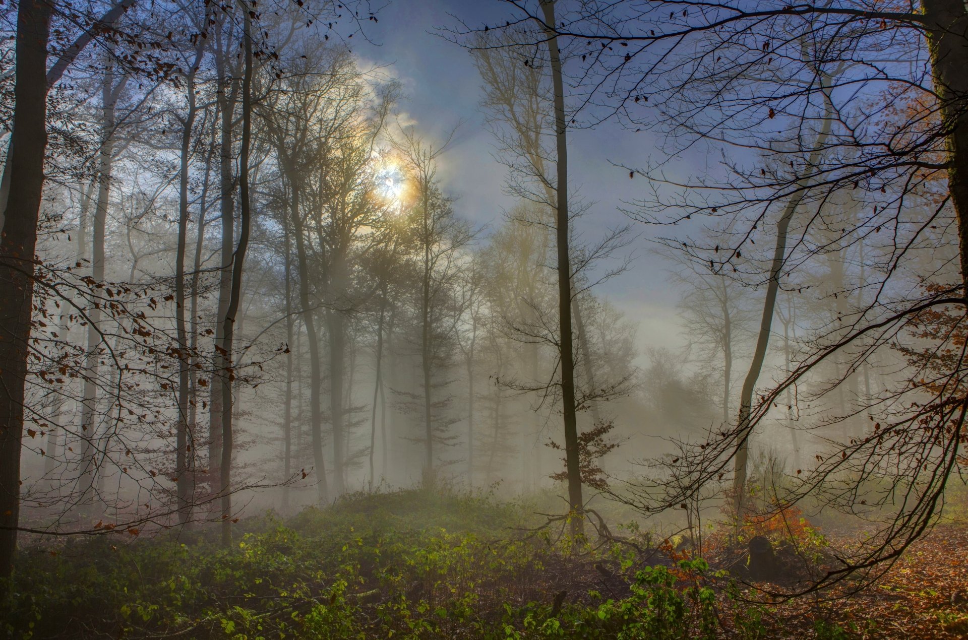 Download Nature Fog 4k Ultra HD Wallpaper