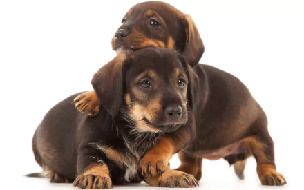 Animal dachshund HD Desktop Wallpaper | Background Image