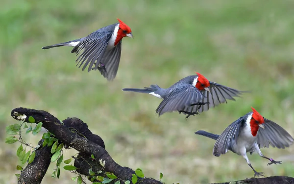 Three Red-crested Cardinal birds in flight above a lichen-covered branch, vivid red crests and gray wings on a soft green blur — 2K Quad HD PC desktop wallpaper.