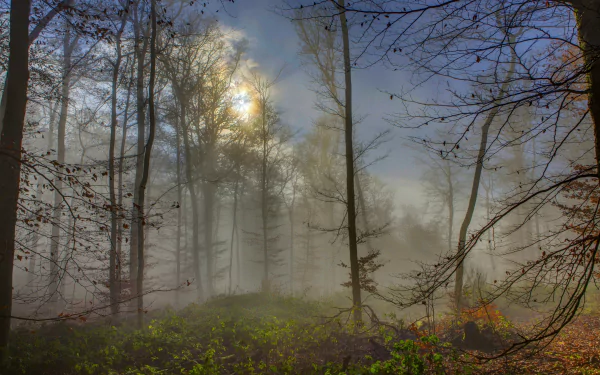 nature fog HD Desktop Wallpaper | Background Image