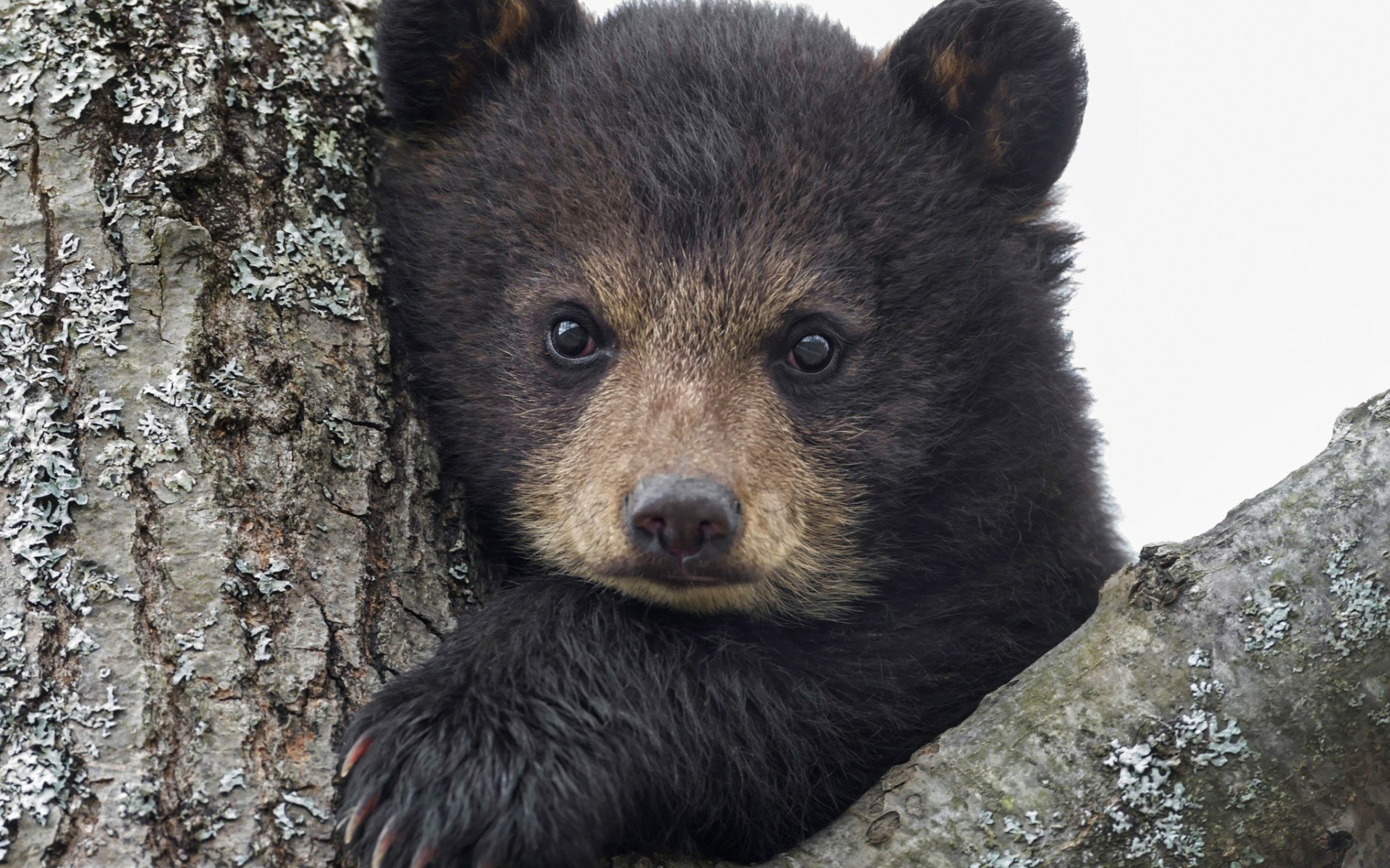 Close-up of a cute black bear cub peeking from between tree branches, face centered; HD PC desktop wallpaper background.