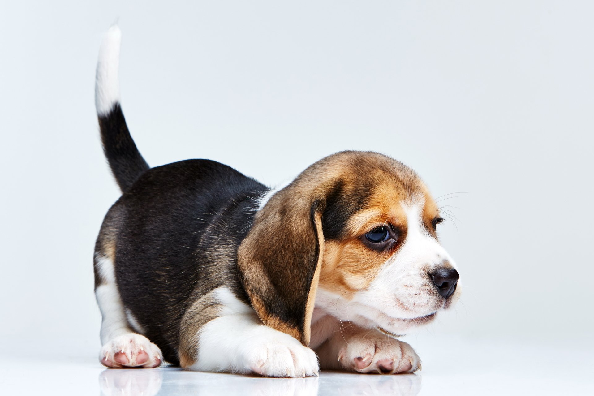 Beagle HD Wallpaper | Background Image | 3709x2473 | ID:595462 - Wallpaper Abyss