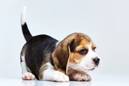 HD desktop wallpaper featuring a young beagle puppy with a white background, showcasing its tricolor coat and curious expression.