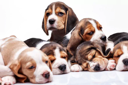 A group of beagle puppies resting together against a white background, captured in a high-resolution 4K Ultra HD desktop wallpaper.
