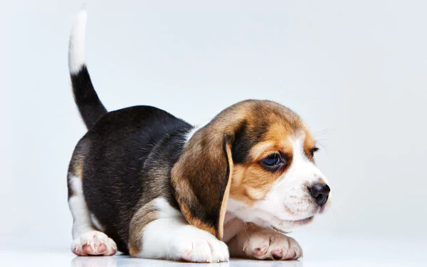 HD desktop wallpaper featuring a young beagle puppy with a white background, showcasing its tricolor coat and curious expression.