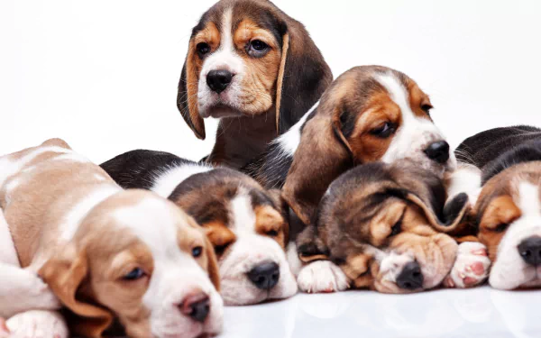 A group of beagle puppies resting together against a white background, captured in a high-resolution 4K Ultra HD desktop wallpaper.