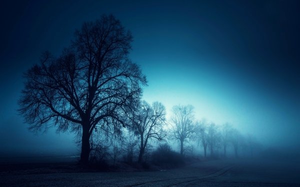 Nature Fog Tree Morning Landscape HD Wallpaper | Background Image