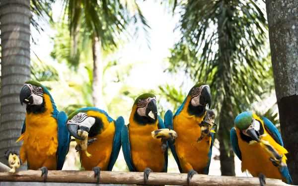 Animal Blue-and-yellow Macaw HD Desktop Wallpaper | Background Image