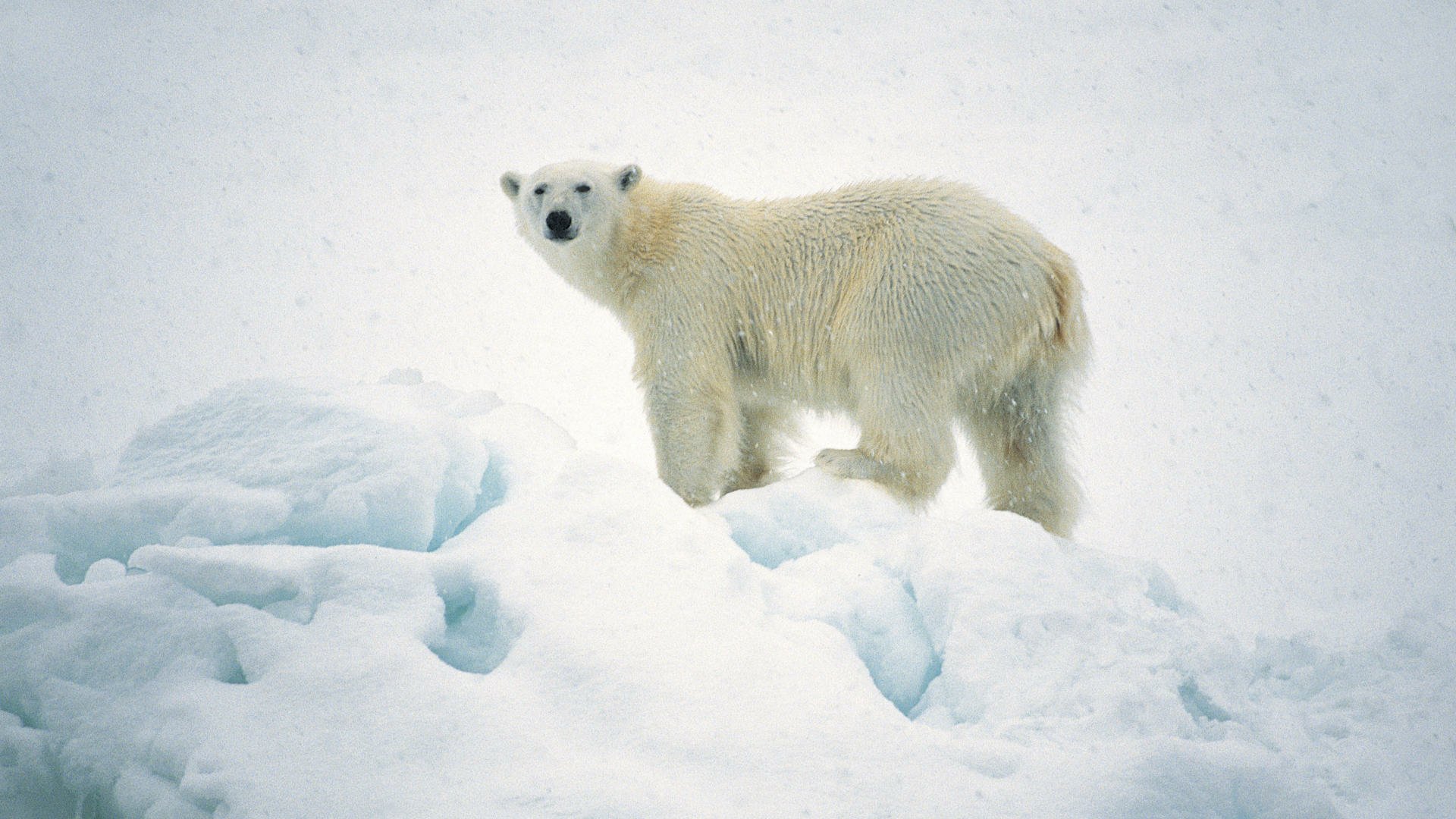 Download Animal Polar Bear HD Wallpaper