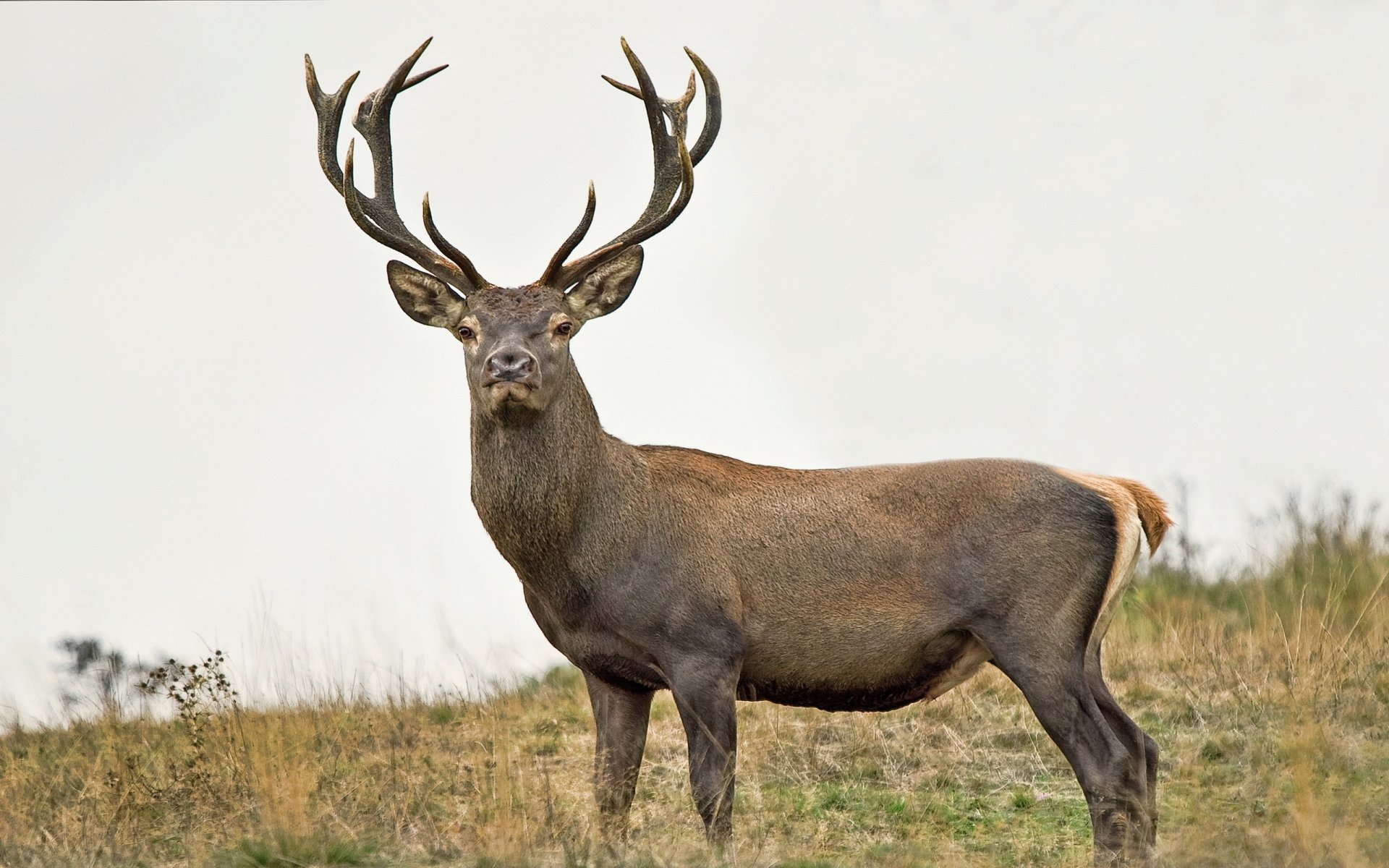 Download Animal Deer HD Wallpaper