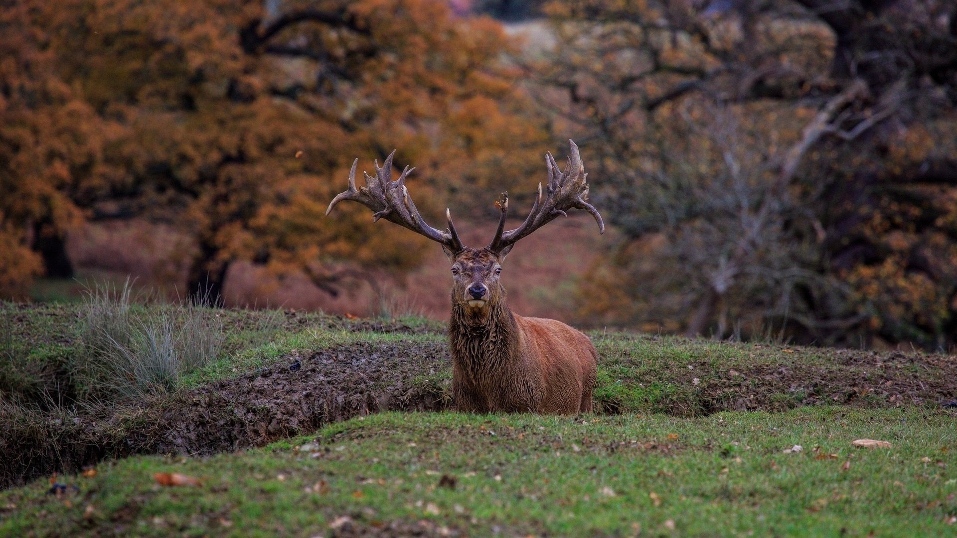 Deer Full HD Wallpaper and Background Image | 1920x1080 | ID:596477