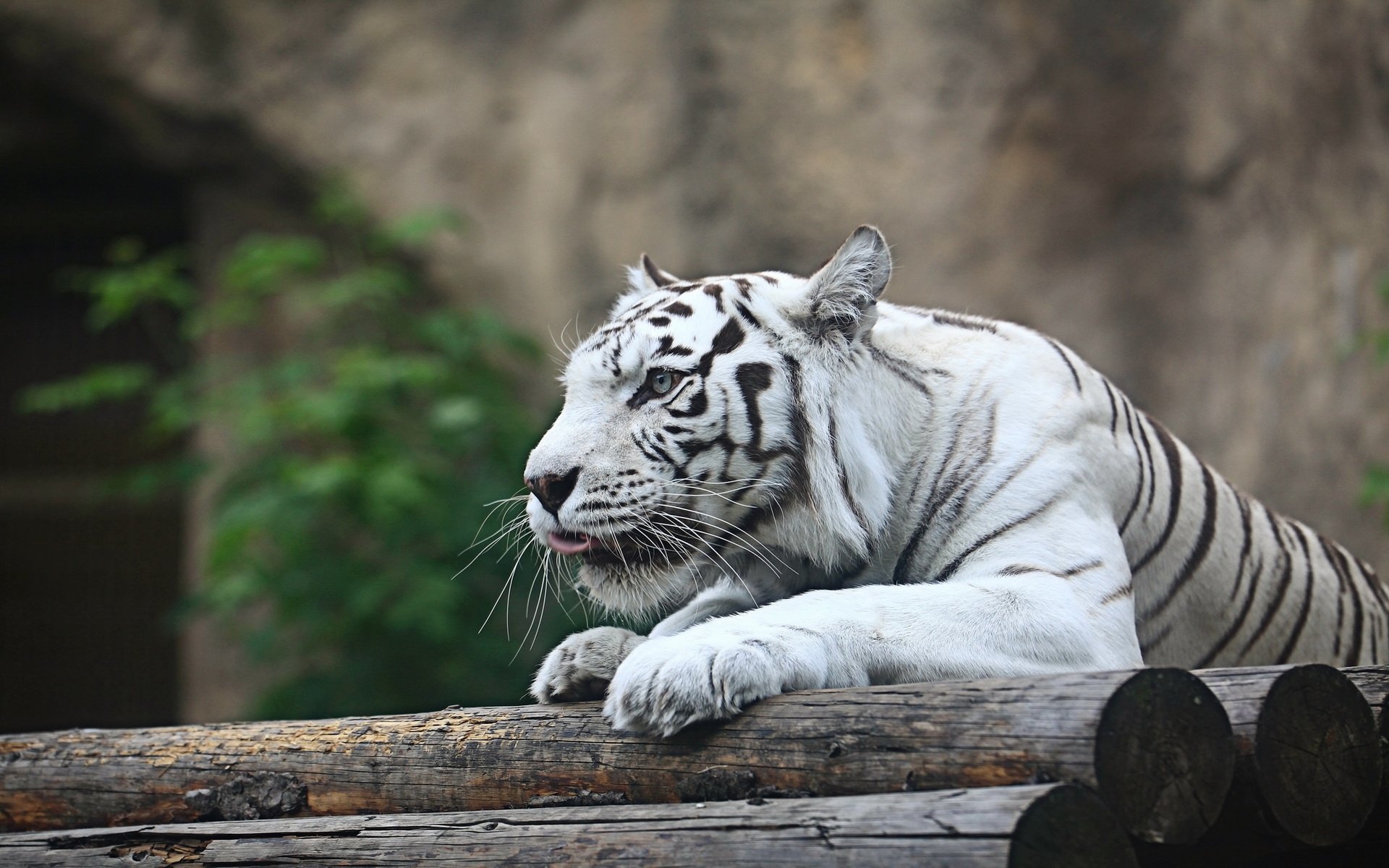 Tigre Blanc Fond d'écran HD | Arrière-Plan | 1920x1200 | ID:596479 - Wallpaper Abyss