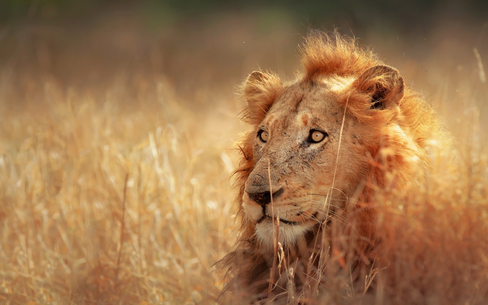 Download Animal Lion HD Wallpaper