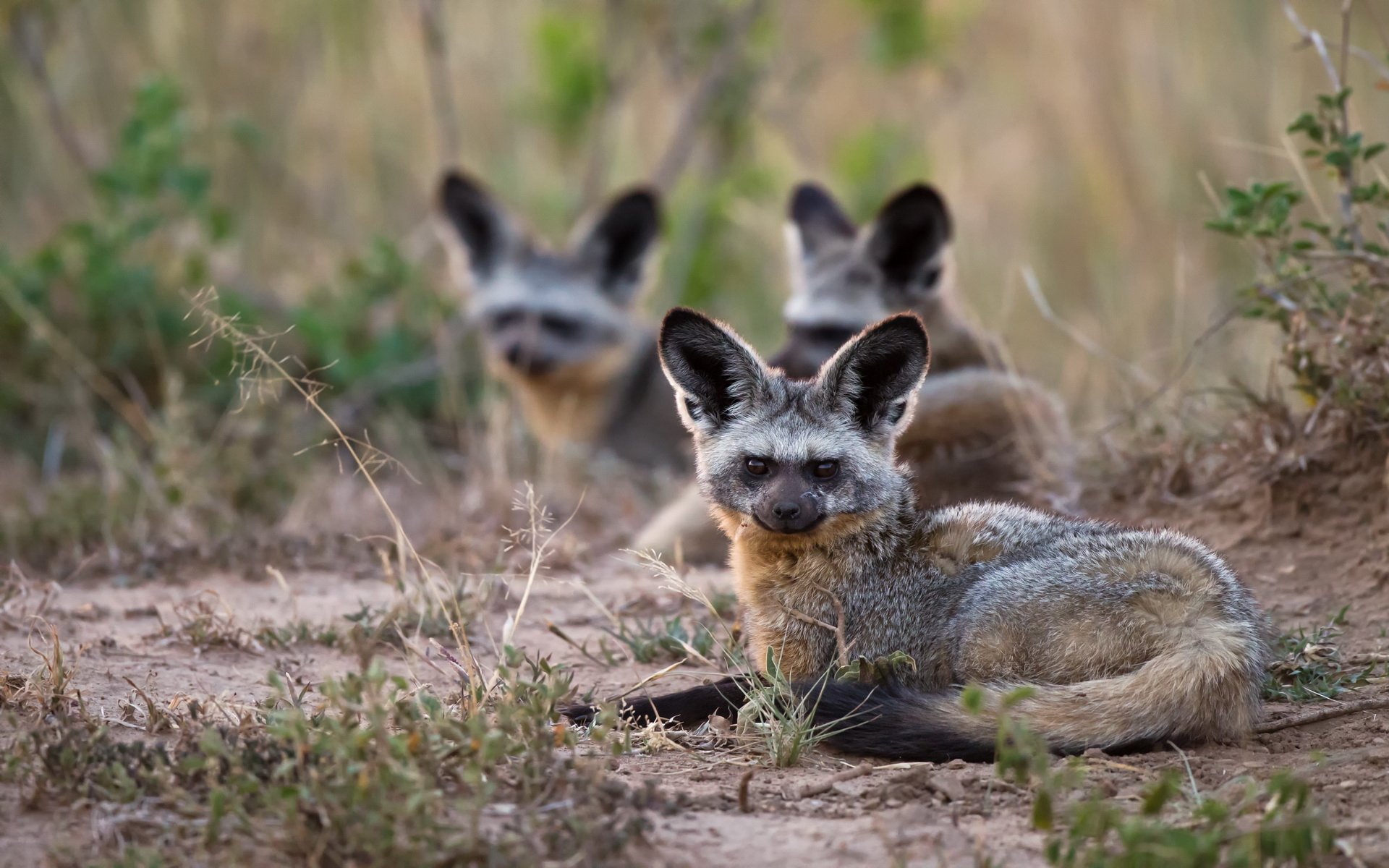 Download Animal Bat-Eared Fox HD Wallpaper