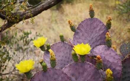 nature cactus HD Desktop Wallpaper | Background Image
