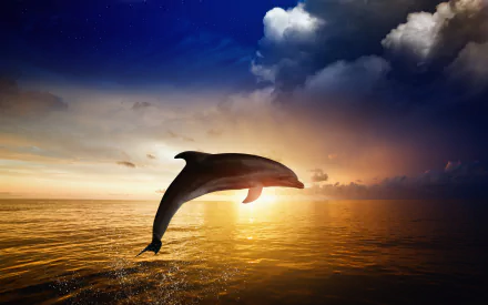 Animal dolphin HD Desktop Wallpaper | Background Image