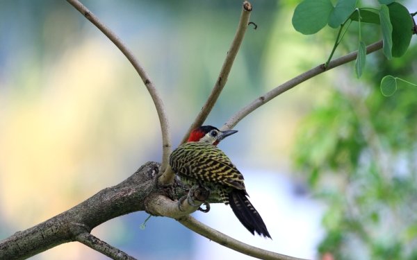 Animal Woodpecker Birds Woodpeckers Green-barred woodpecker Branch Leaf HD Wallpaper | Background Image