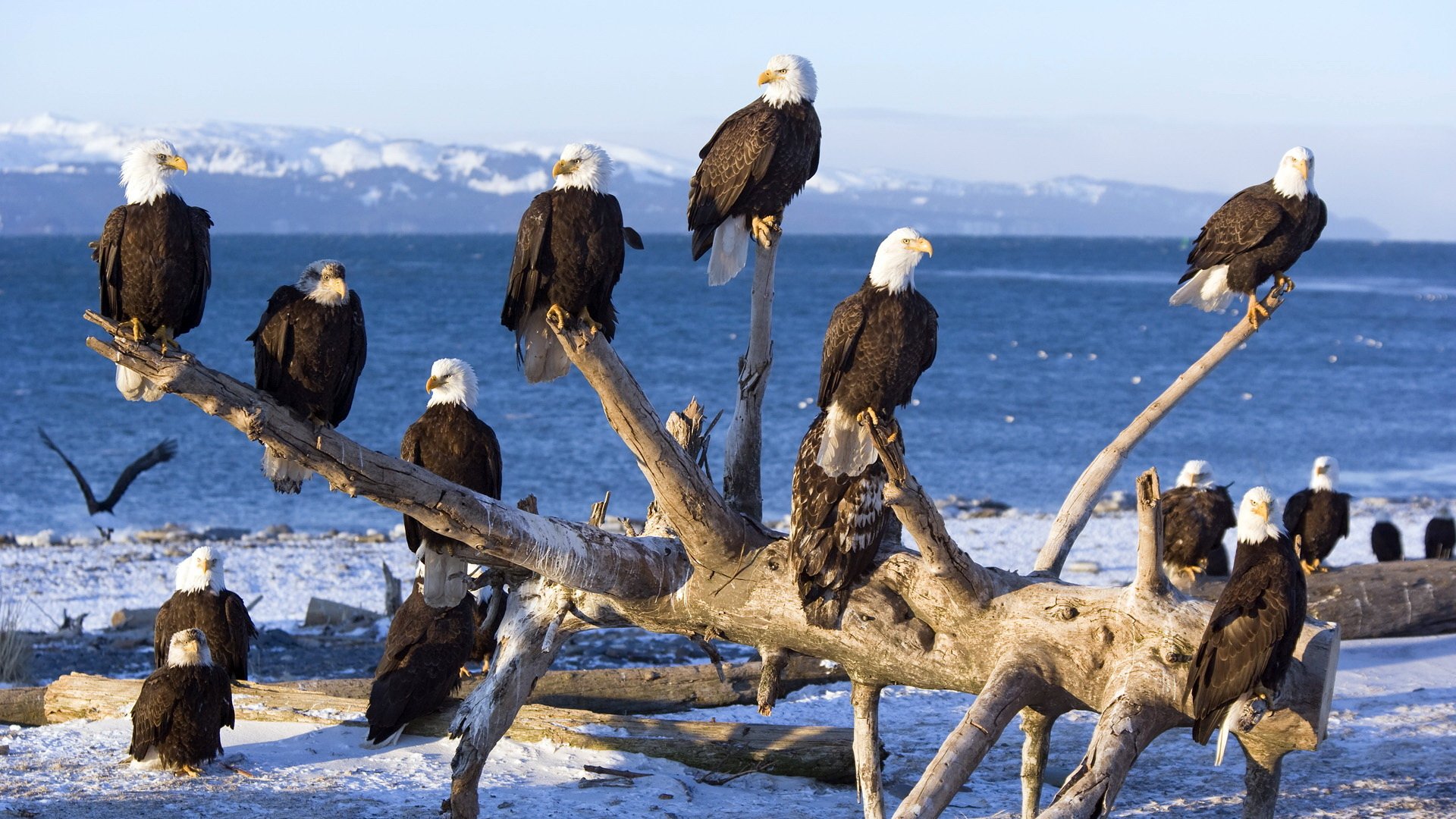 A group of bald eagles perched on a large driftwood log by the water, captured in HD for a stunning PC desktop wallpaper and background.
