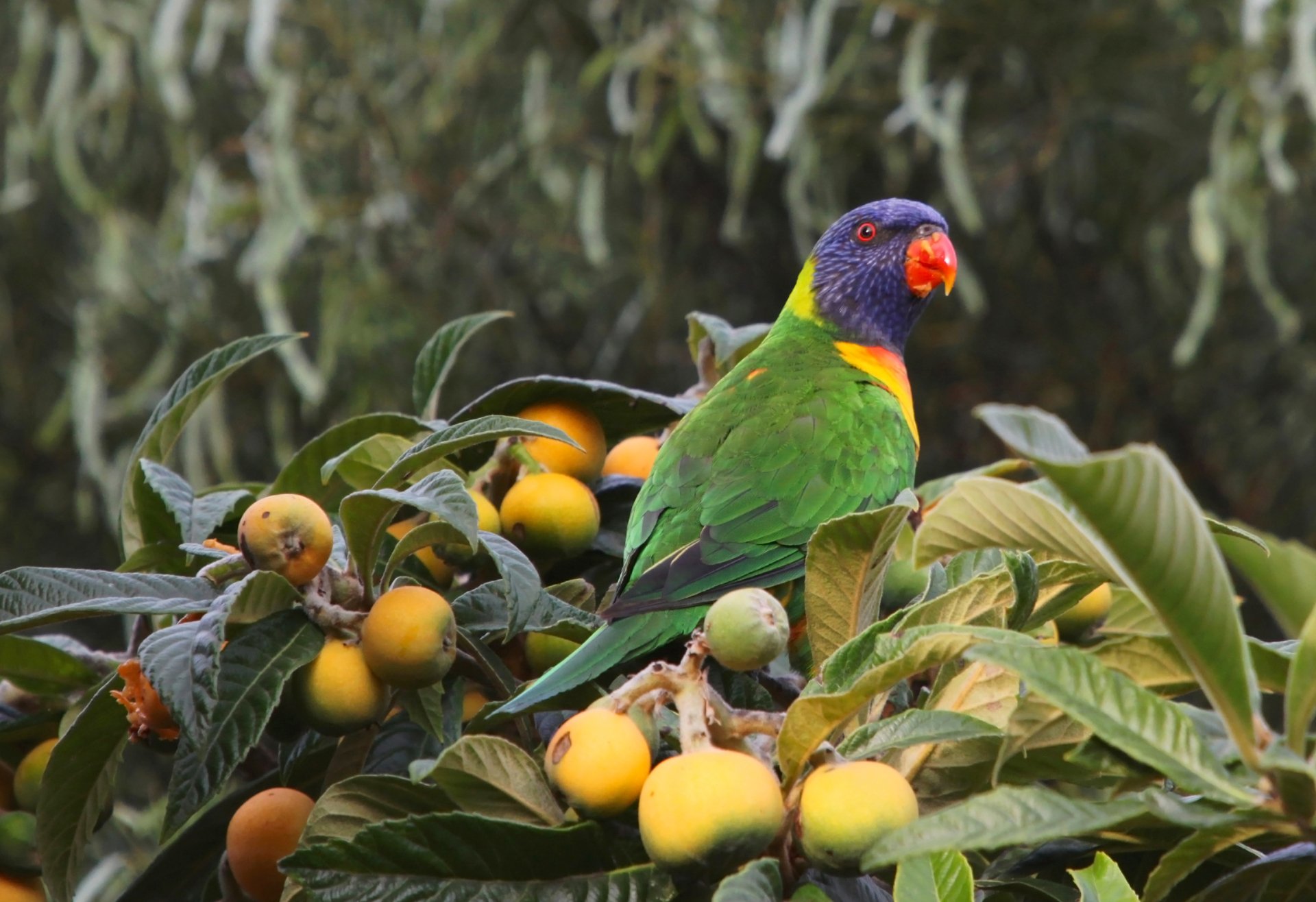 Download Bokeh Feast Loquat Berries Loquat Parrot Bird Animal Rainbow Lorikeet HD Wallpaper