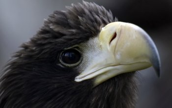 800 Wallpaper Black Eagle 800 Wallpaper Black Eagle