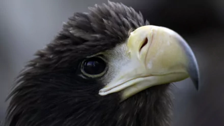 Animal Black eagle HD Desktop Wallpaper | Background Image