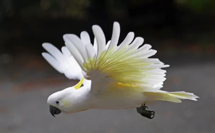 A Sulphur-crested cockatoo in mid-flight displaying its wings, captured in ultra-clear 4K detail against a blurred natural background.