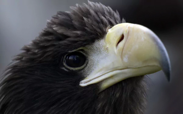 Animal Black eagle HD Desktop Wallpaper | Background Image