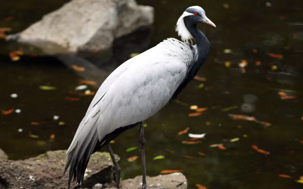 Demoiselle Crane (anthropoides virgo)