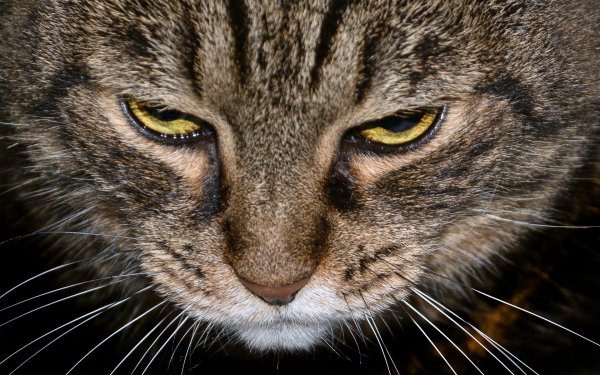Animal Cat Cats HD Wallpaper | Background Image
