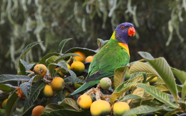 bokeh feast loquat berries loquat parrot bird Animal rainbow lorikeet HD Desktop Wallpaper | Background Image