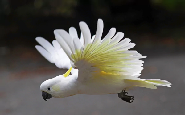  In flight
