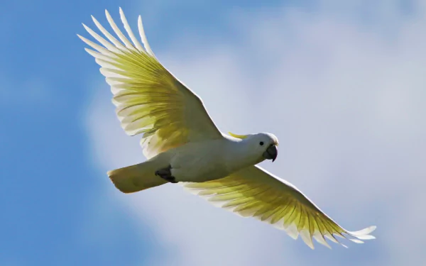  Sulphur-crested Cockatoo : Sunshine on my shoulders