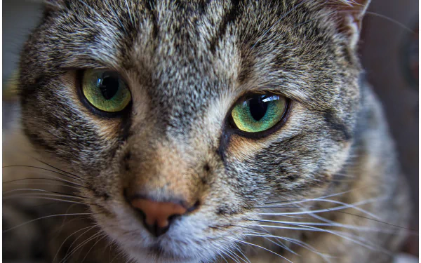 Close-up of a cat with striking green eyes and detailed fur, showcasing its whiskers. This captivating image serves as a vibrant 4K Ultra HD desktop wallpaper.